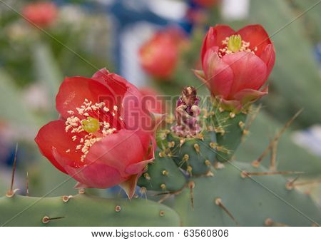 Opuntia Bloom