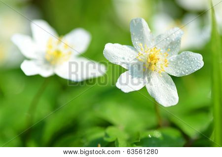 closeup of anemone flowers in the morning dew of springtime