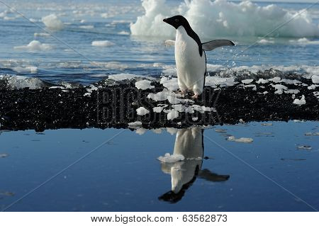 Adelie penguin (Pygoscelis adeliae)