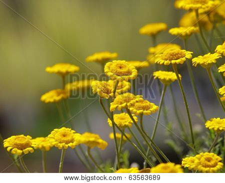 Many Gerber flowers in the garden