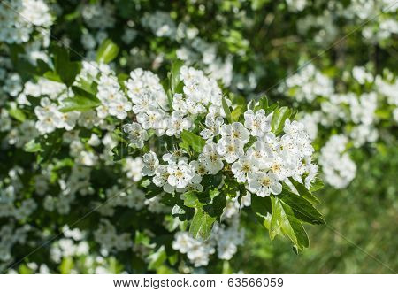 White Blossoming Hawthorn In Sunlight