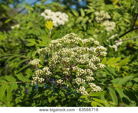 Buds And Blossoms Of A European Rowan
