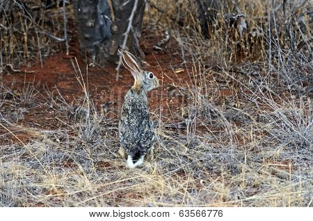 Hare