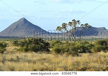 Samburu