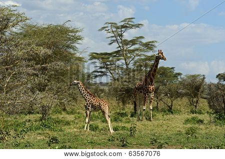 Giraffe