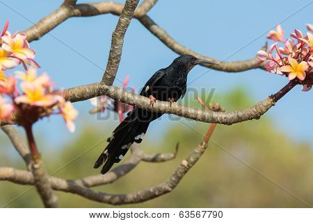 Green Wood Hoopoe Perching In A Flowering Frangipani Tree