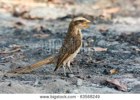 Yellow-billed Shrike Standing In Ashes With Its Mouth Wide Open