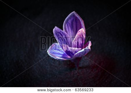 Crocus Flower