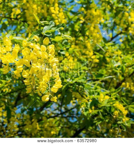 Yellow flowering Common Laburnum in springtime
