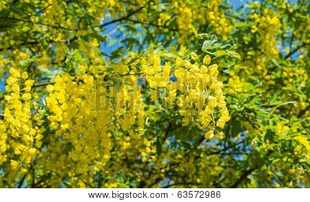 Yellow Flowering Common Laburnum In Springtime