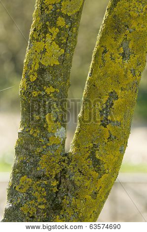 Tree Barck With Lichens