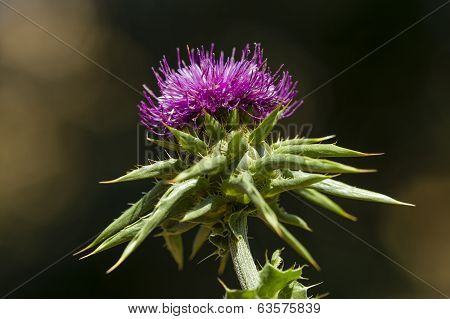 Flower Of The Cardus Marianus Thistle
