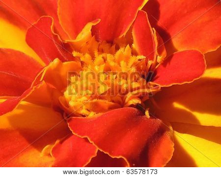 Marigold Close-up
