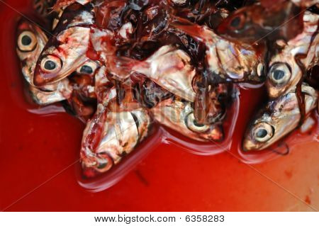Fisk hoveder