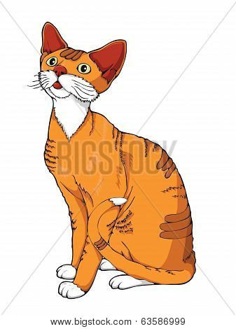ginger cat