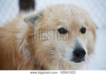 Portrait Of A Fluffy Dog In The Snow With Sad Eyes.