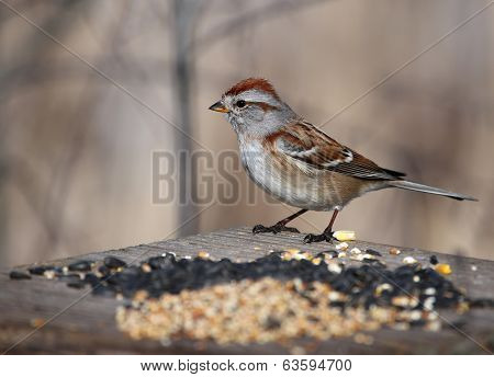 American Tree Sparrow on Bird Feeder