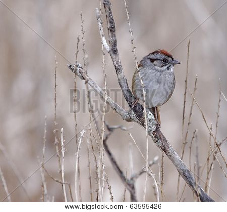 Swamp Sparrow