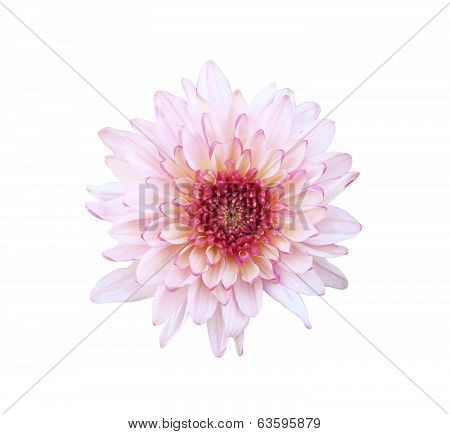 Pink Flower