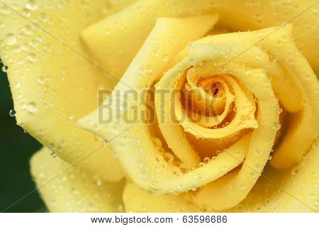 Close Up Of A Yellow Rose