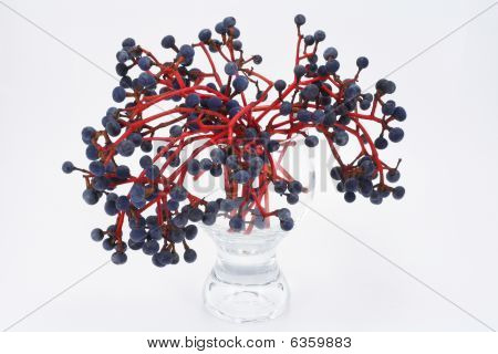 Cluster der wilden Weintraube