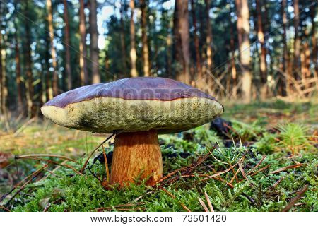 Mushroom Xerocomus Badius