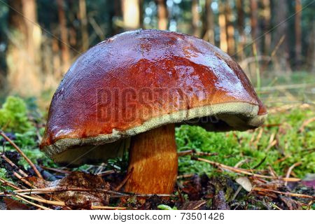 Mushroom Xerocomus Badius