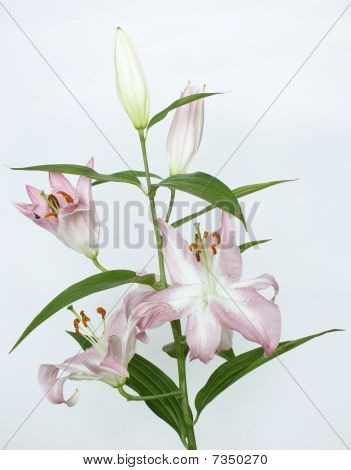 Una luce viola Liliy su grigio