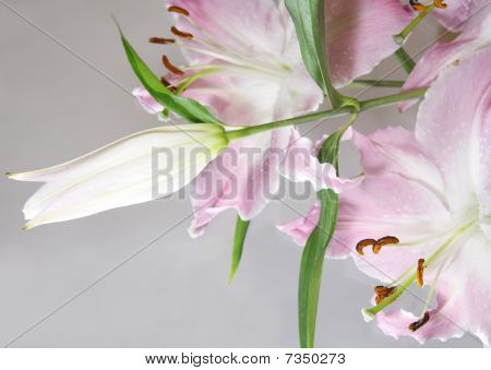 Una luce viola Liliy su grigio