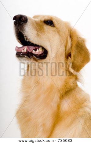 Golden Retreiver