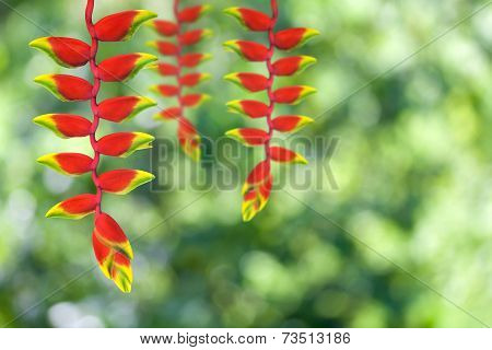 Heloconia Flower