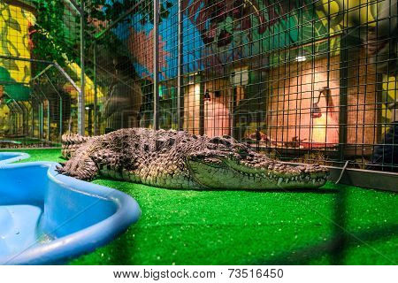 Crocodile in captivity