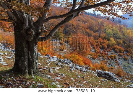 Autumn Landscape