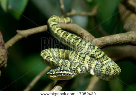 Snake Pit Viper di Wagler