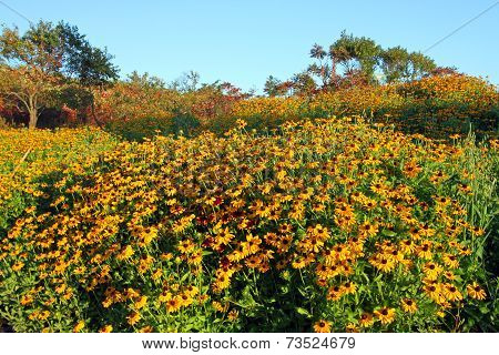 Black Eyed Susans