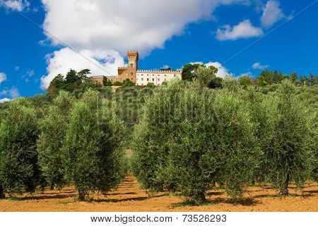 View Of Magona Castle From An Olive Grove, Grosseto Italy