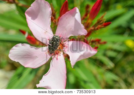 June Beetle
