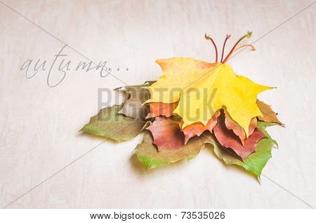 Autumn nature concept. Fall fruit and vegetables on wood. Thanksgiving dinner