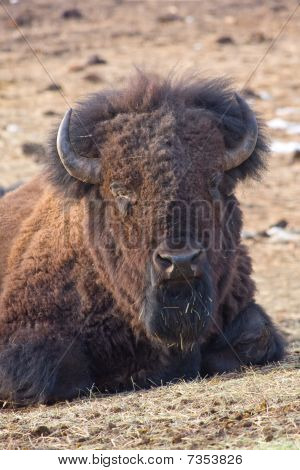 amerikanischer bison
