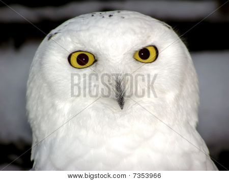 Sneugle Close-up