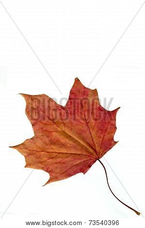 dried maple leaf