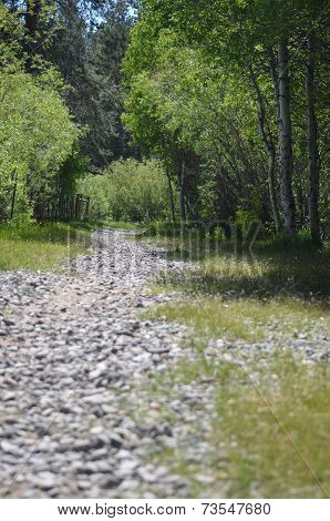 Meadow Path