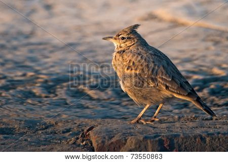 Crested Lark