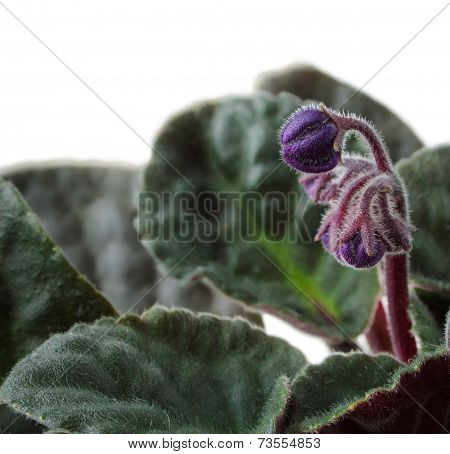 Fluffy African Flowers Burgeon