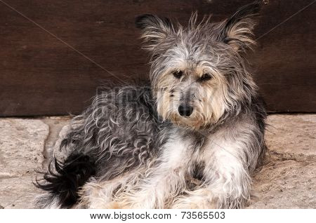 Adorable shaggy dog