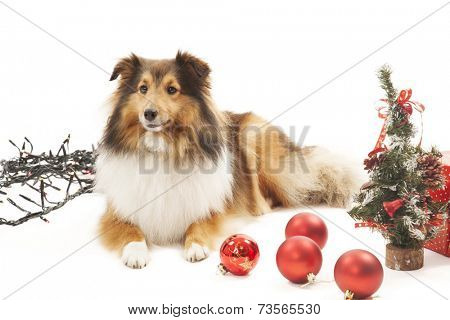 Dog with christmas cecorations.