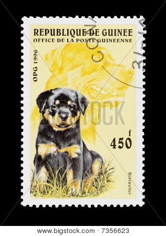 ロットワイラー