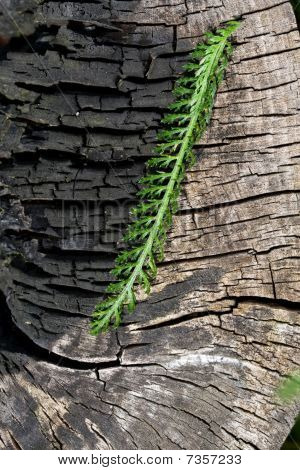 Een blad fern