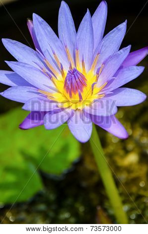 Purple Lotus Flower ( Nymphaea Nouchali )
