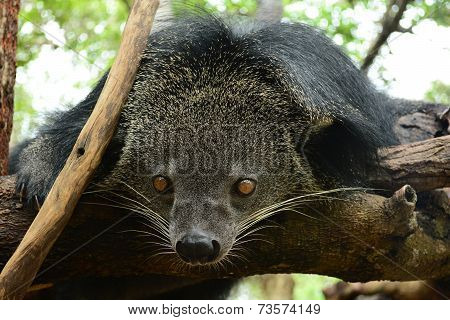 Rare wild animals Bear Cat.